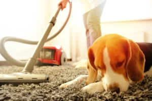 Bradford’s Evesham – Guide to Vacuum cleaners for your Carpets and Flooring